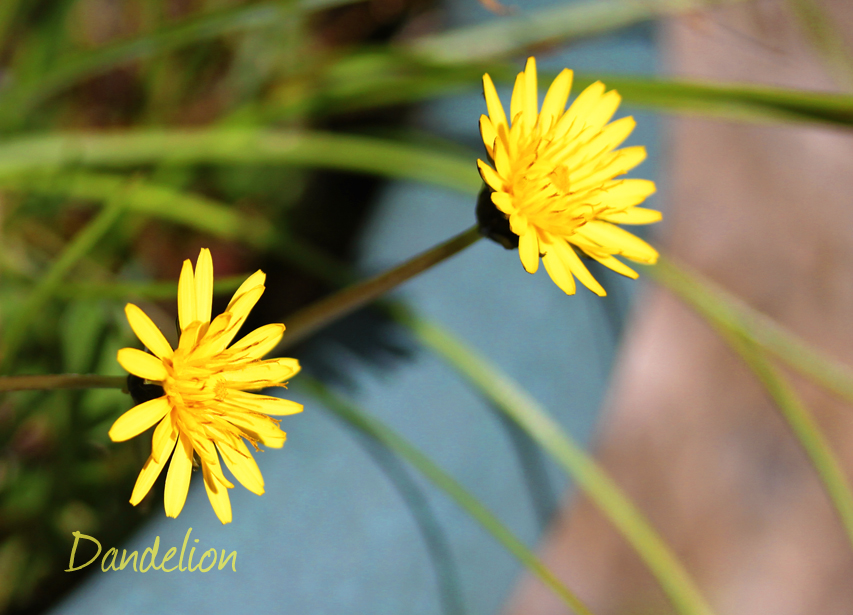 Dandelion 1