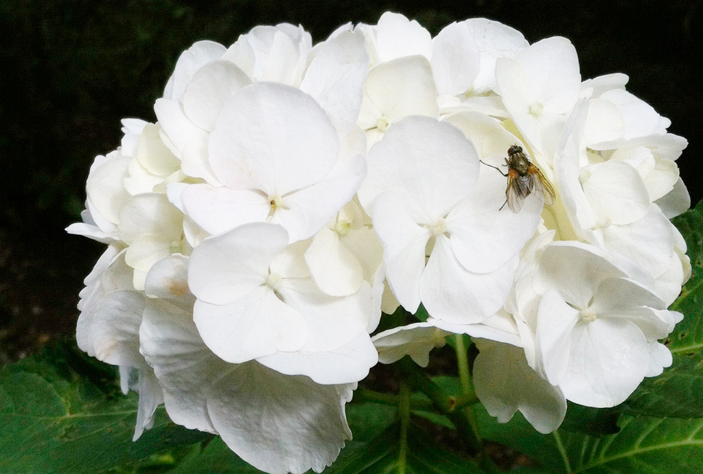 white hydrangea